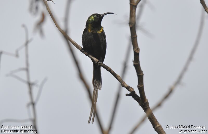 Bronzy Sunbird