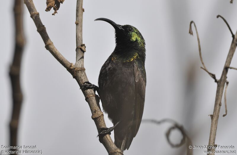 Bronzy Sunbird