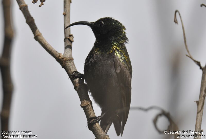 Bronzy Sunbird