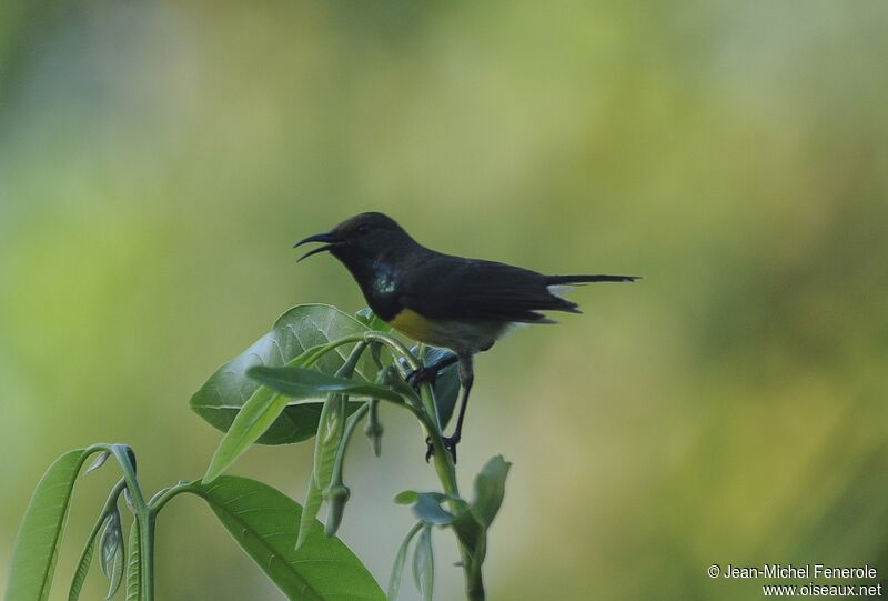 Newton's Sunbird