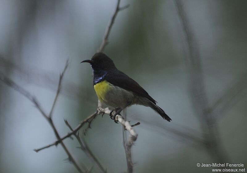 Newton's Sunbird