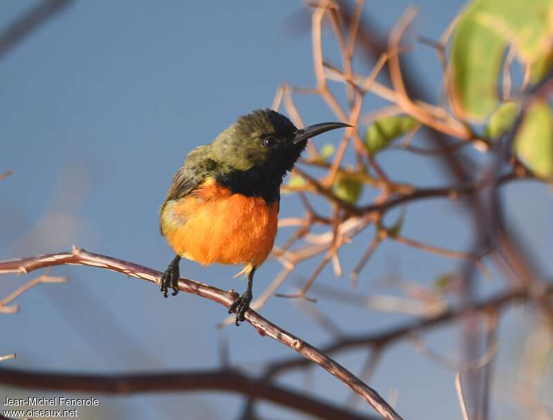 Flame-breasted Sunbird