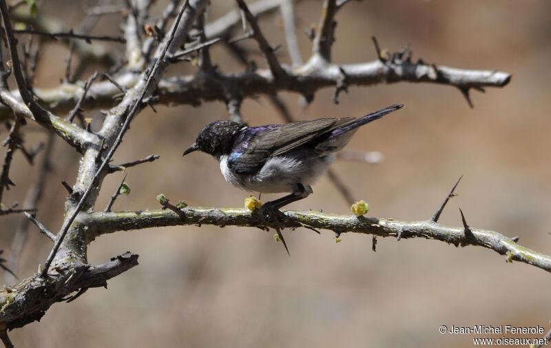 Eastern Violet-backed Sunbird male adult