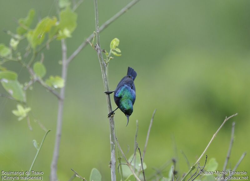 Tsavo Sunbird