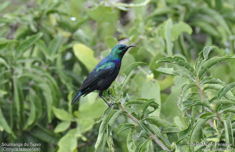 Tsavo Sunbird