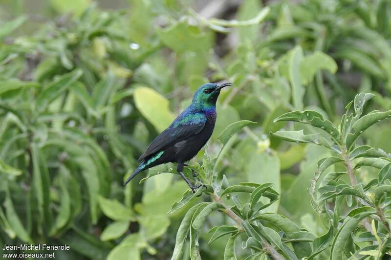 Tsavo Sunbird male adult, identification