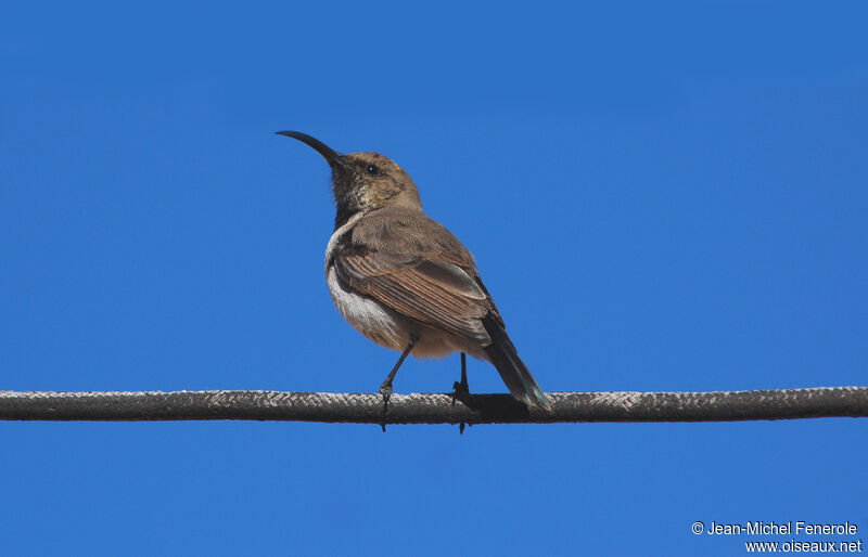 Dusky Sunbirdadult, identification