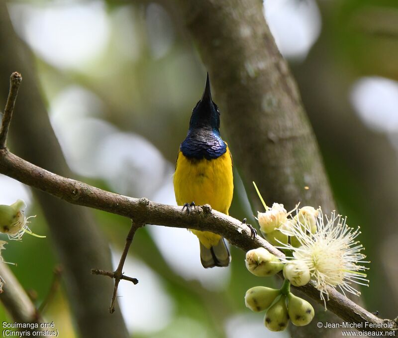 Ornate Sunbird