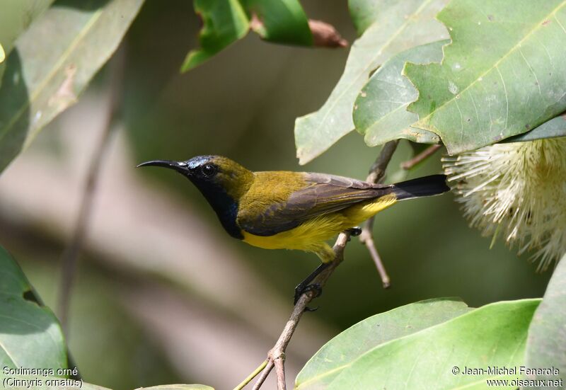 Ornate Sunbird