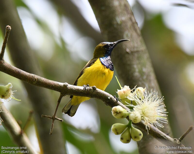 Ornate Sunbird