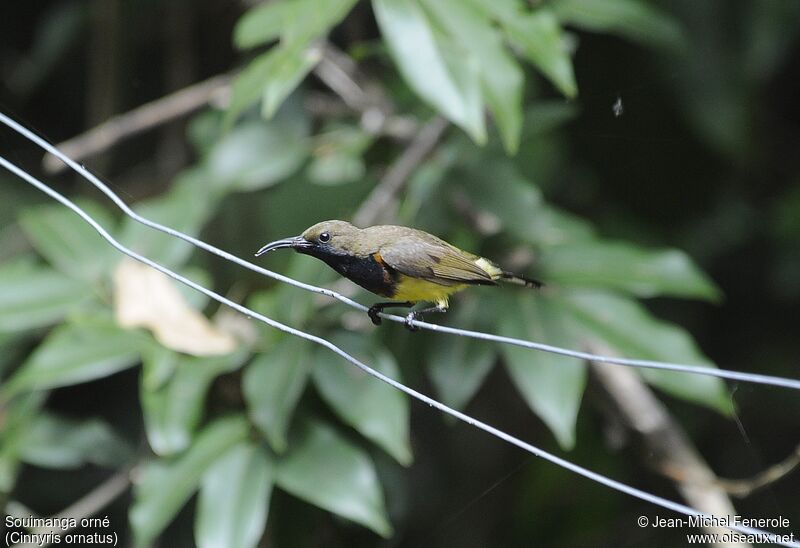 Ornate Sunbird male