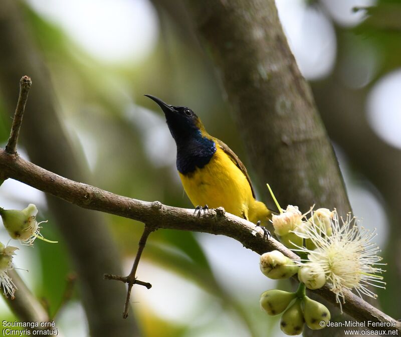 Ornate Sunbird