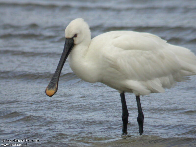 Eurasian Spoonbill