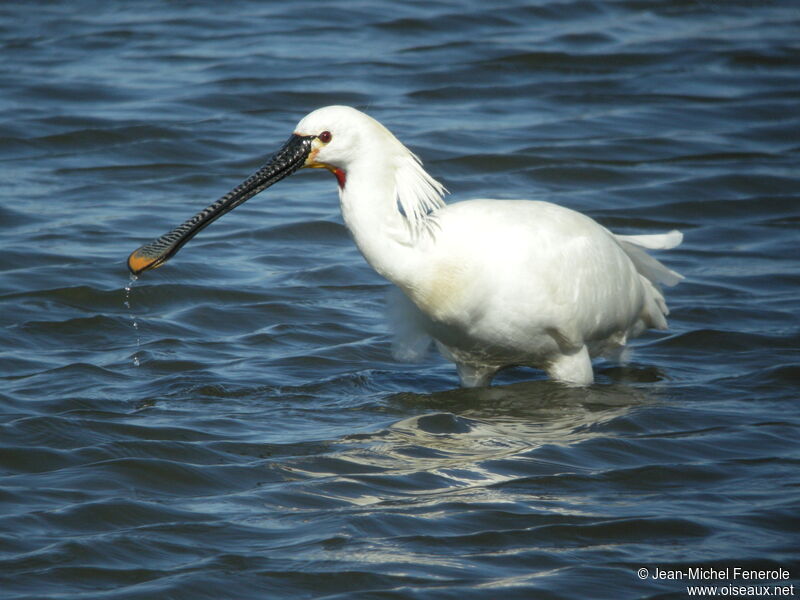 Spatule blanche