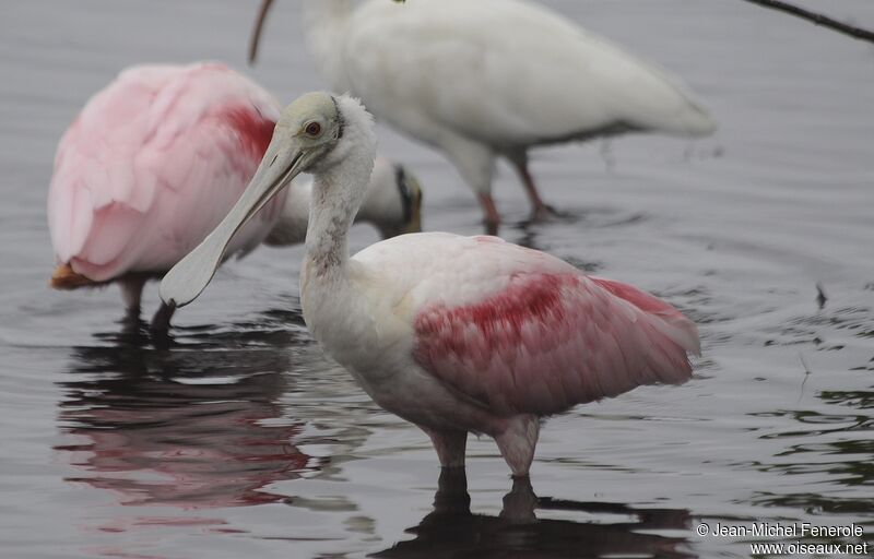 Roseate Spoonbill