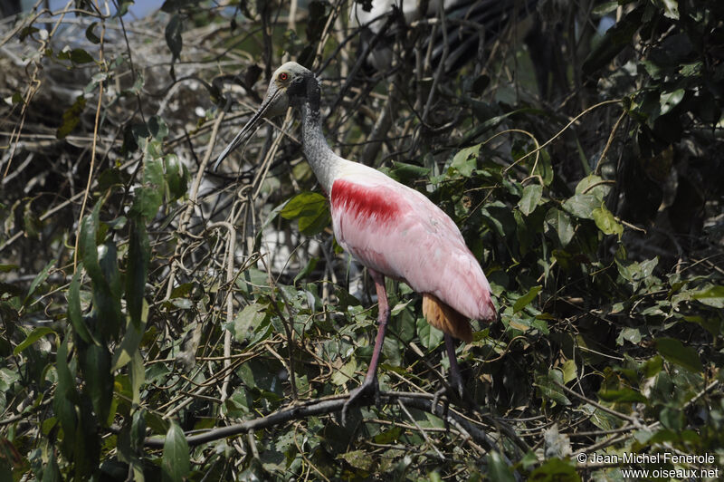 Roseate Spoonbill