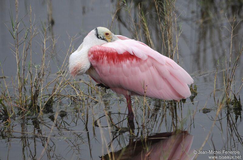 Roseate Spoonbill