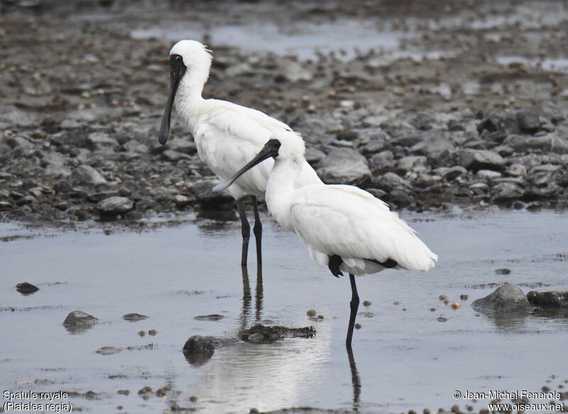 Royal Spoonbill