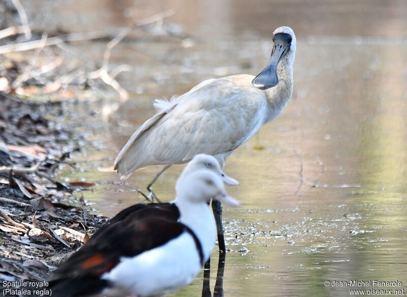 Royal Spoonbill