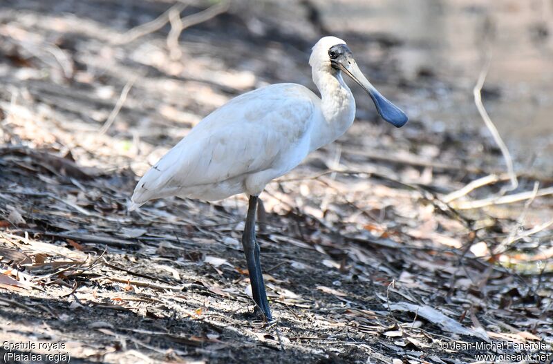 Royal Spoonbill