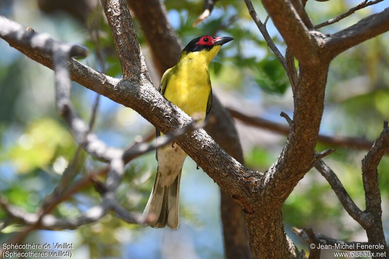 Australasian Figbird