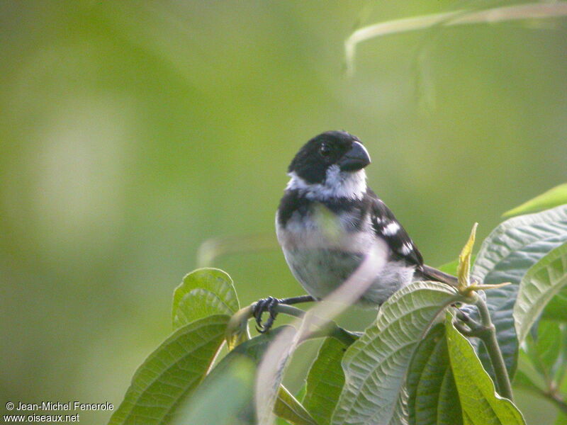 Wing-barred Seedeater