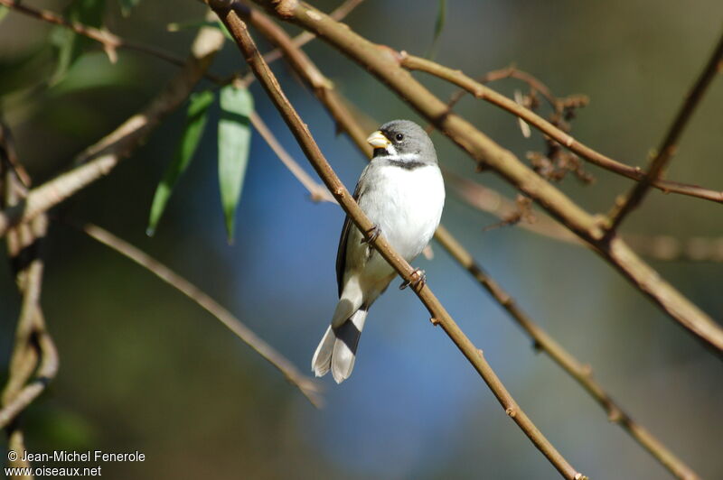 Double-collared Seedeater