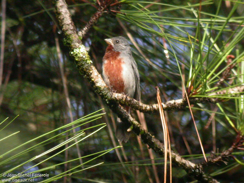 Chestnut-bellied Seedeater