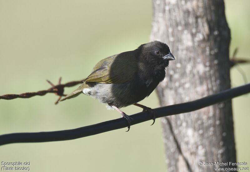 Black-faced Grassquit male