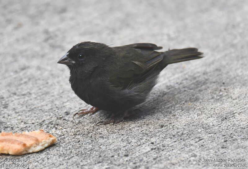 Black-faced Grassquit male