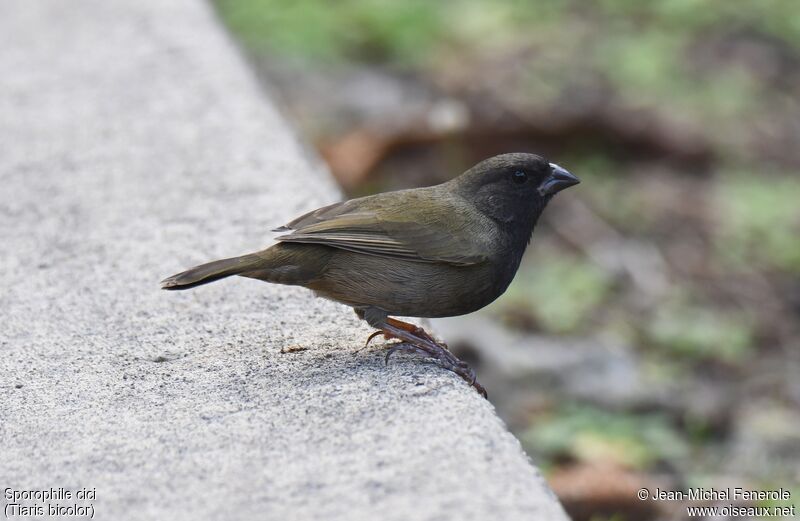 Black-faced Grassquit male