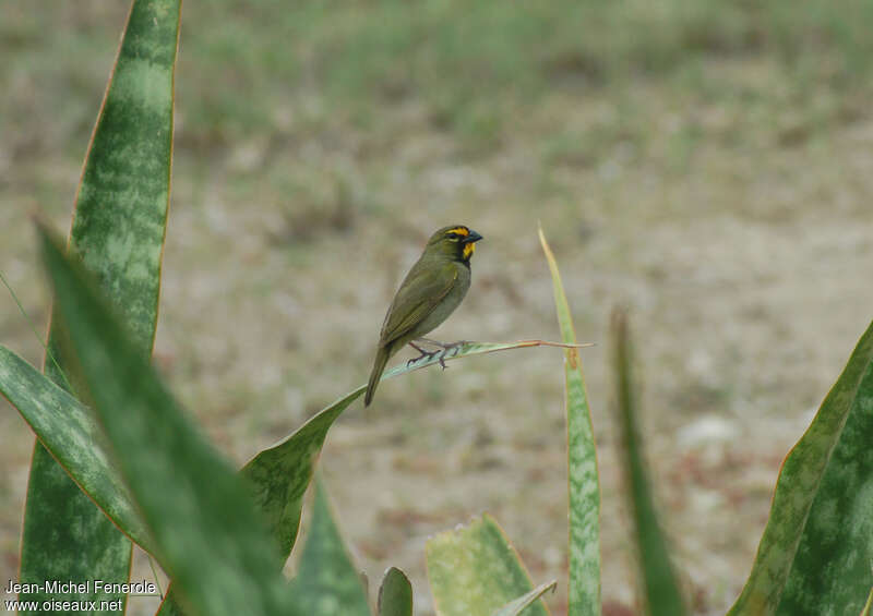 Sporophile grand-chanteur mâle adulte, identification