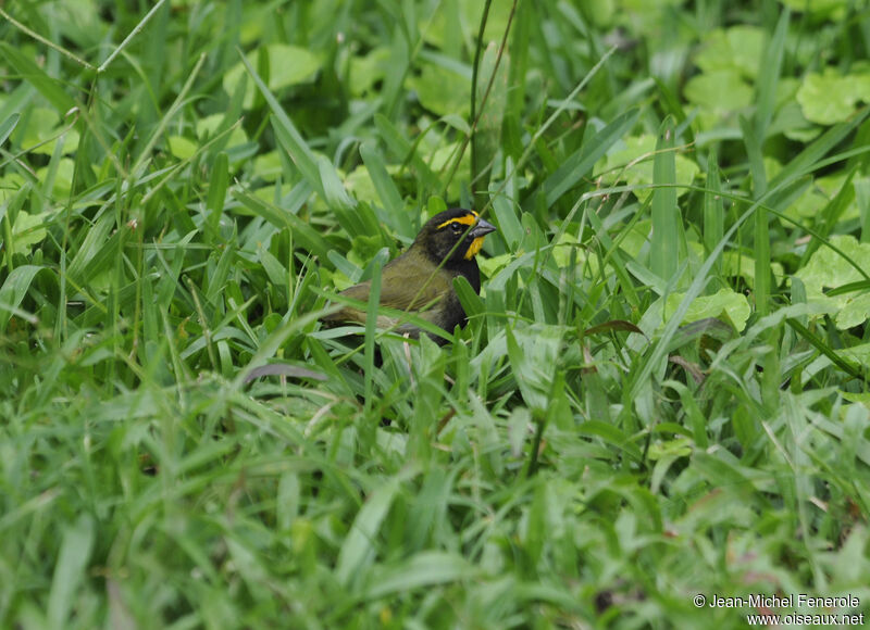 Yellow-faced Grassquit