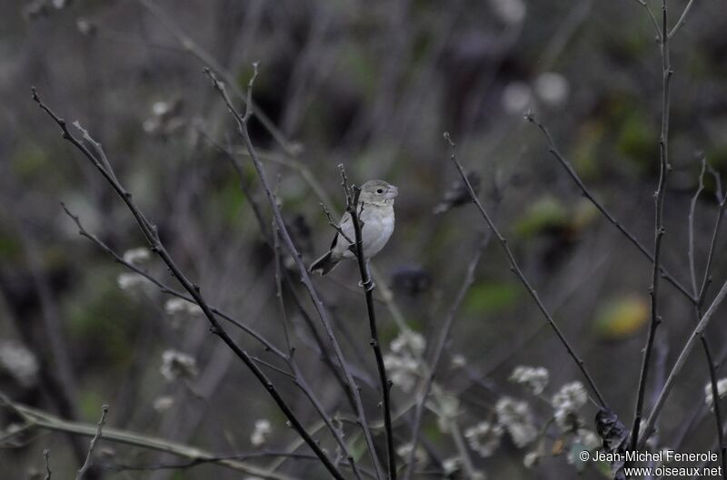 Parrot-billed Seedeater female