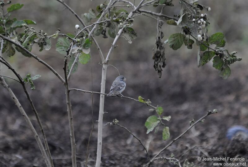 Parrot-billed Seedeater male