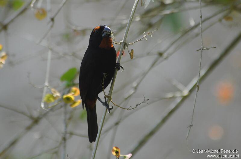 Greater Antillean Bullfinch