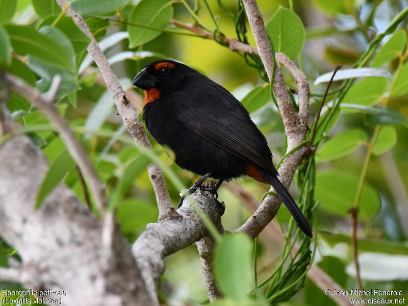 Greater Antillean Bullfinch