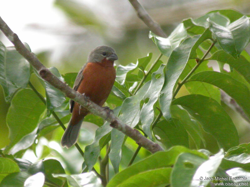 Ruddy-breasted Seedeater