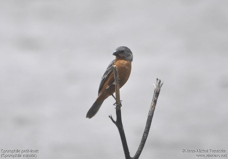 Ruddy-breasted Seedeater