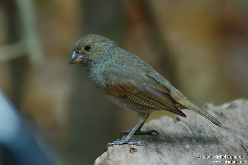 Lesser Antillean Bullfinch female adult