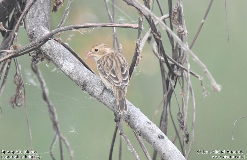 Chestnut-throated Seedeater