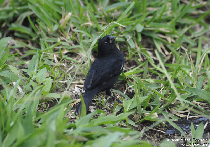 Variable Seedeater male adult