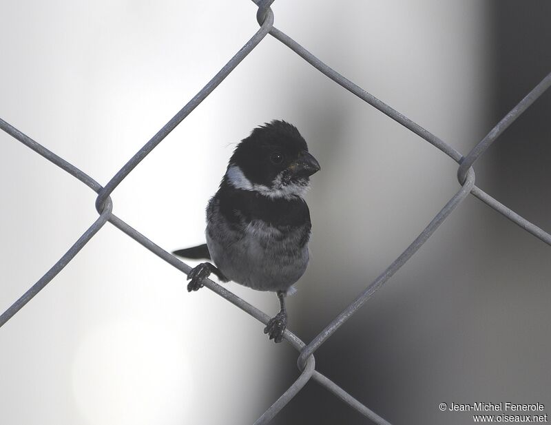 Variable Seedeater