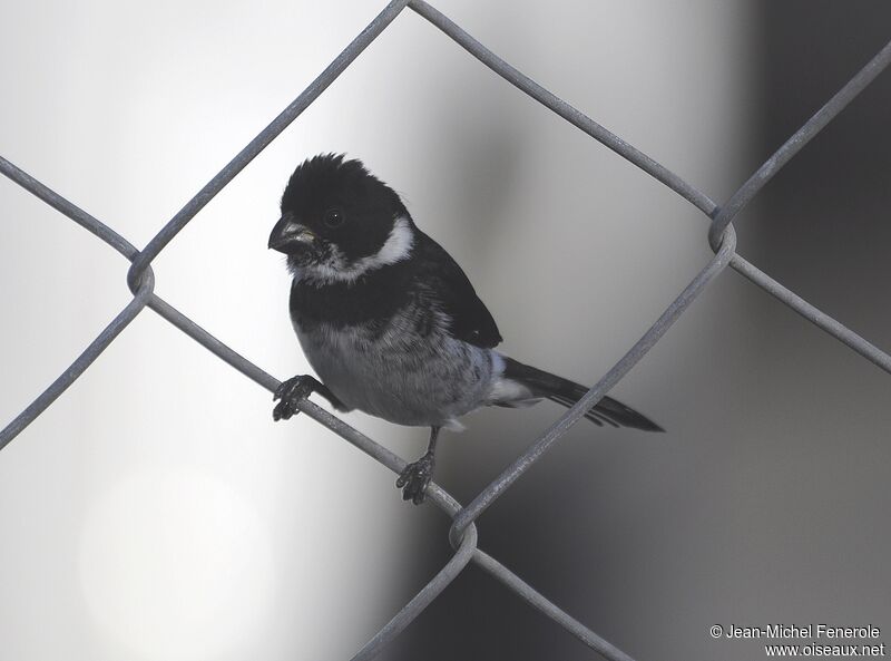 Variable Seedeater