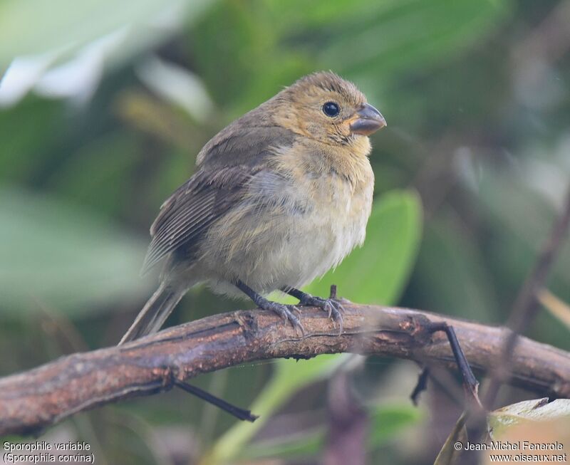 Variable Seedeater