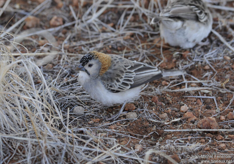 Speckle-fronted Weaver