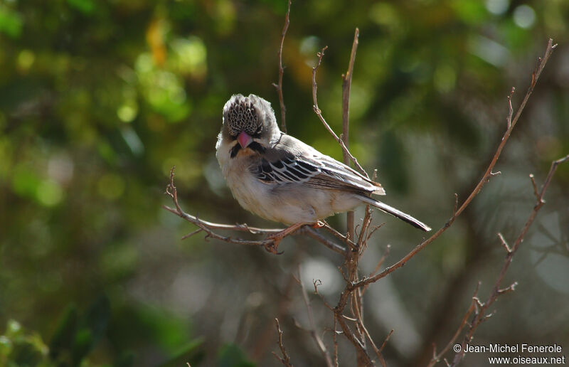 Scaly-feathered Weaver, identification