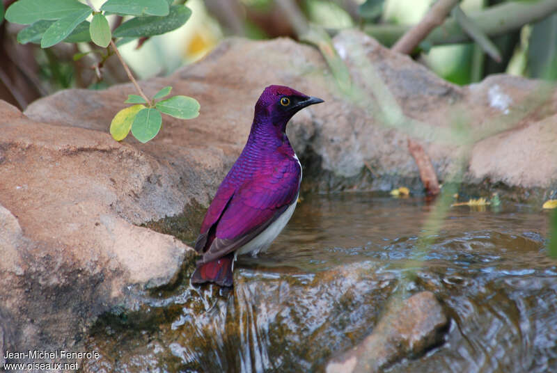 Violet-backed Starling male adult