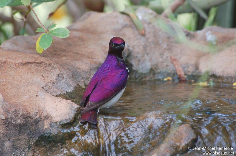 Violet-backed Starling male adult