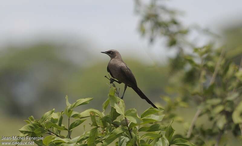 Ashy Starling, identification